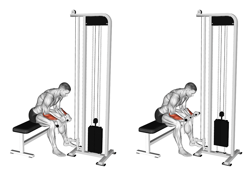02101101 Cable Reverse Wrist Curl Forearms Fix Medium