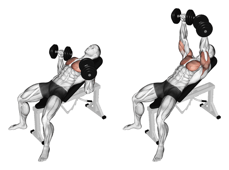 03141101 Dumbbell Incline Bench Press Chest Fix Medium
