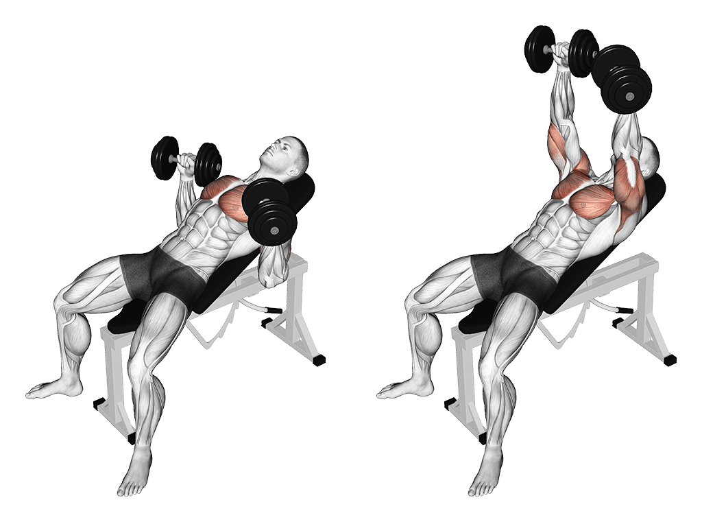03141101 Dumbbell Incline Bench Press Chest Fix Medium