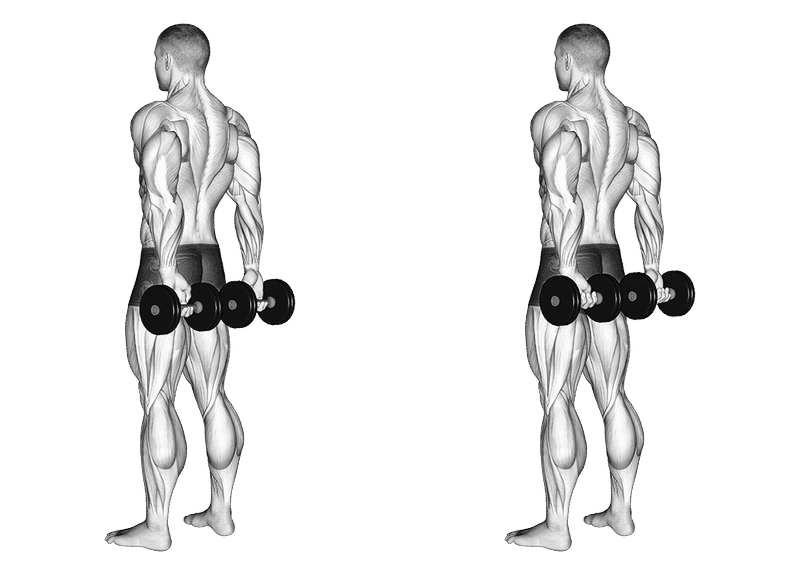 16111101 Dumbbell Behind Back Finger Curl Forearms Medium