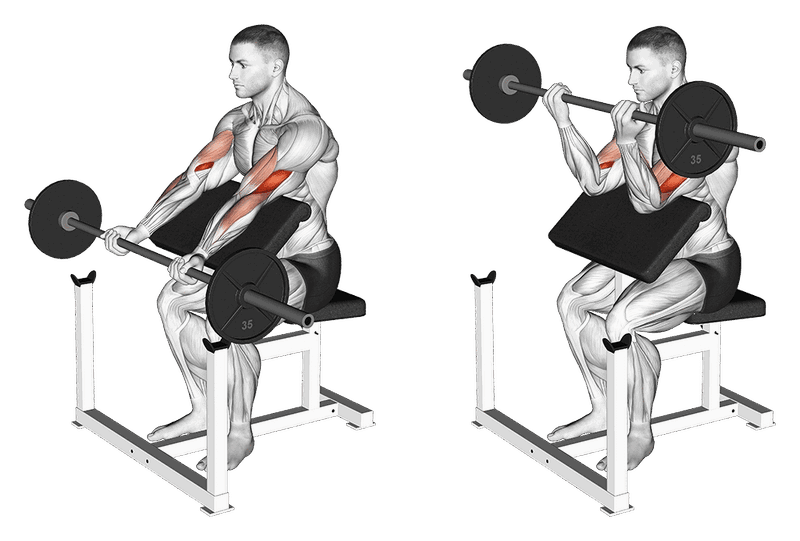 Preacher Curls Mit Der Langhantel