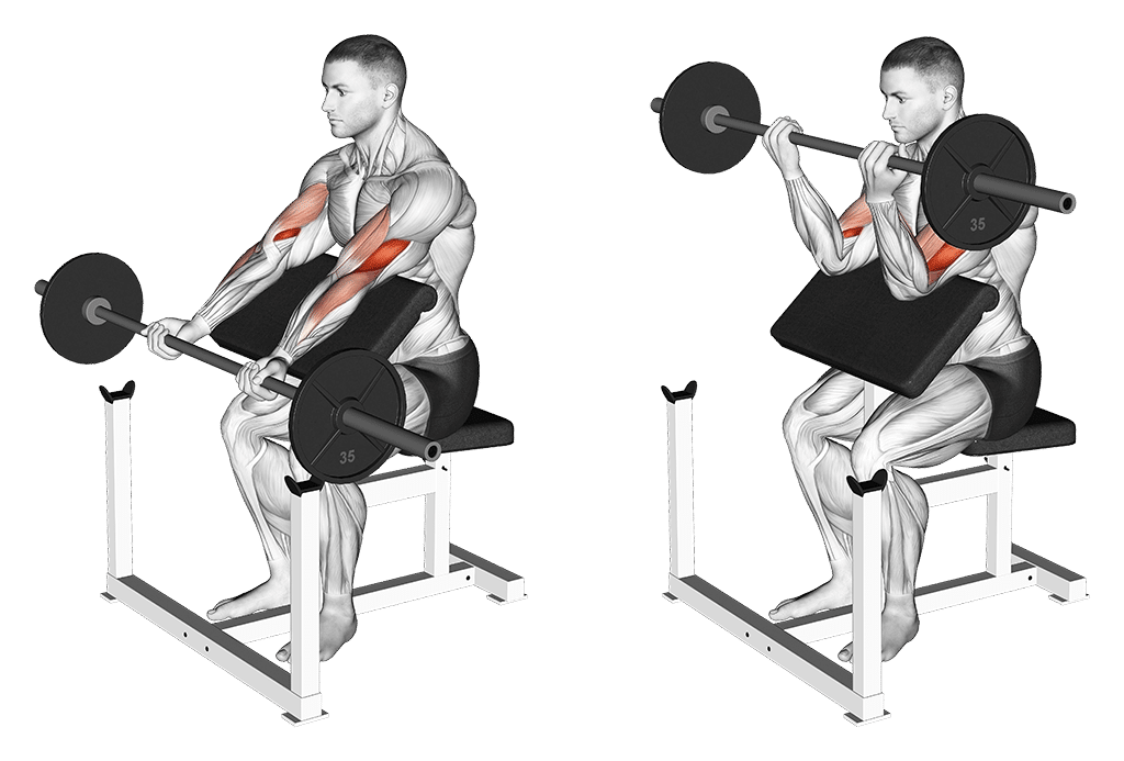 Preacher Curls Mit Der Langhantel
